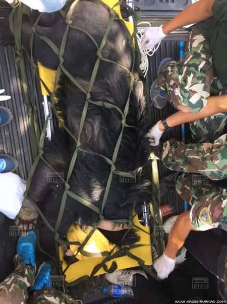 เปิดภาพวินาที เฮลิคอปเตอร์ขนย้ายหมีควาย ก่อนตกลงมาตายที่เขาใหญ่ 