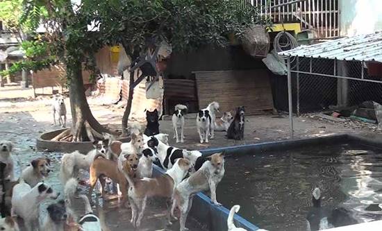 พบวัดเลี้ยงสุนัขกว่า 500 ตัว พระรับภาระอ่วม วอนอย่านำมาปล่อยเพิ่ม
