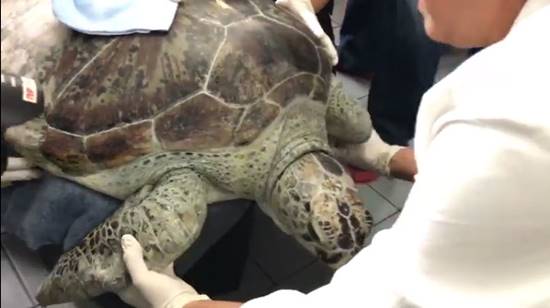 เต่าออมสิน กายภาพบำบัดแล้ว เดินลากสายน้ำเกลือ-ผ้าห่ม แพทย์จับช่วยบริหารขา