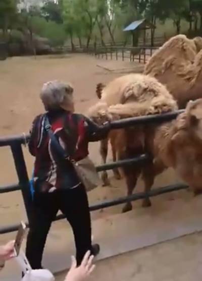 วงจรปิดสวนสัตว์จับภาพ ยายแอบดึงขนอูฐใส่กระเป๋า