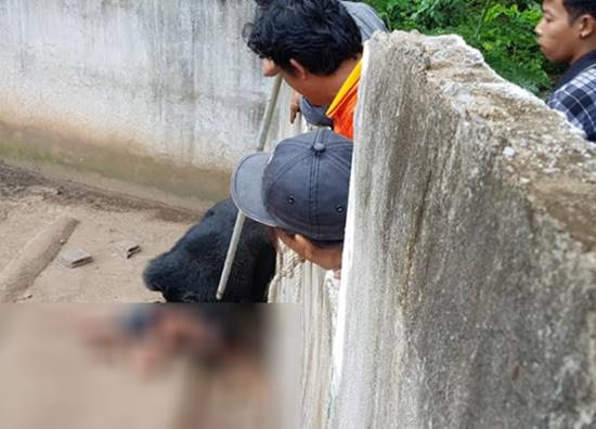 หนุ่มหยอกหมีควาย เจอลากลงไปขย้ำในคอก