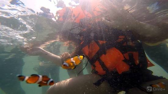 ปล่อยปลาการ์ตูน