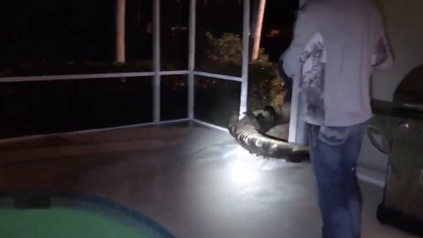 จระเข้เข้าบ้าน