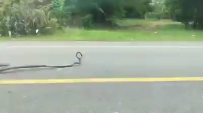 งูจงอางยักษ์