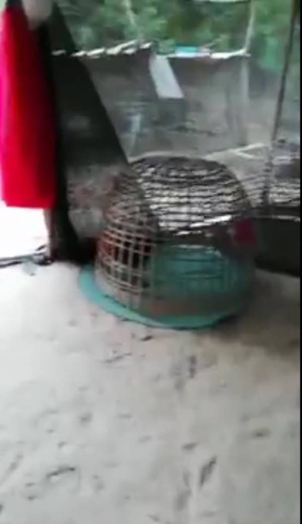 นายทหารสั่งพลทหารเลี้ยงไก่