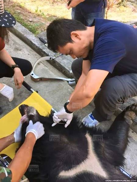 เปิดภาพวินาที เฮลิคอปเตอร์ขนย้ายหมีควาย ก่อนตกลงมาตายที่เขาใหญ่ 