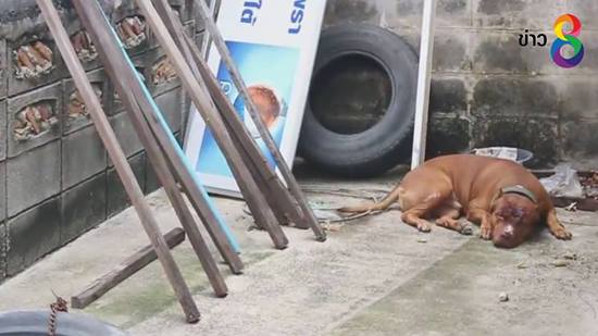 พิทบลูขย้ำเจ้านายเจ็บทั้งตัว หลังเห็นตะคอกลูกเสียงดัง เข็ดไม่คิดเลี้ยงต่อ