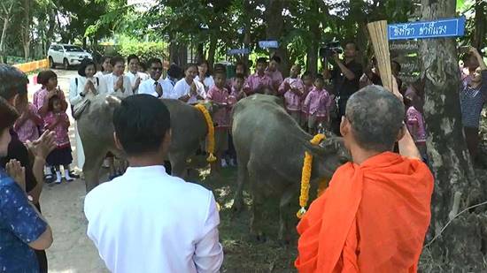 ฮือฮา !! ชาวบุรีรัมย์จัดงานแต่งงานให้เจ้าทุย