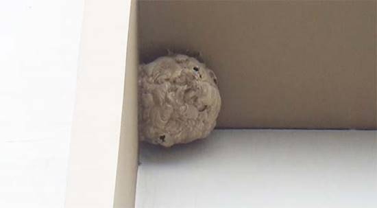  ฝูง ผึ้ง ต่อ แตน บุกทำรัง