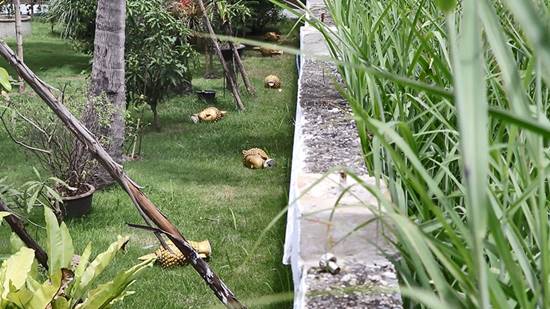 ยอมรื้อเศียรพระ