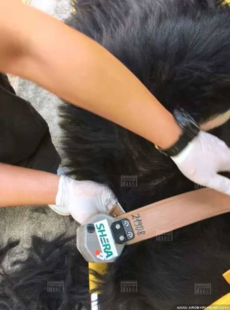 เปิดภาพวินาที เฮลิคอปเตอร์ขนย้ายหมีควาย ก่อนตกลงมาตายที่เขาใหญ่ 