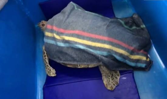 เต่าออมสิน กายภาพบำบัดแล้ว เดินลากสายน้ำเกลือ-ผ้าห่ม แพทย์จับช่วยบริหารขา