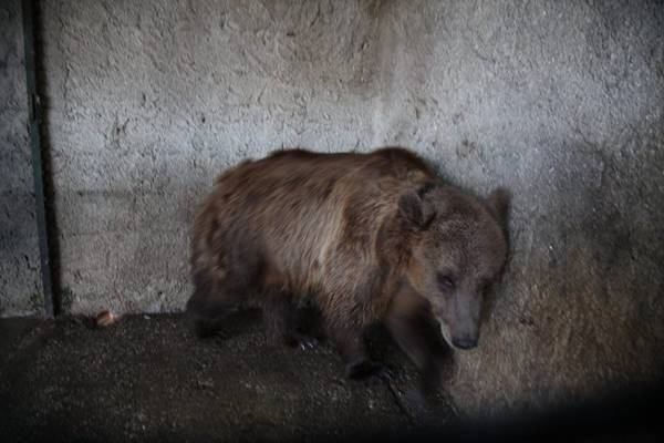 หมีโดนป้อนเบียร์แทนอาหาร ได้มีชีวิตใหม่สดใส..ชีวิตที่ควรจะเป็นของมันตั้งแต่แรก