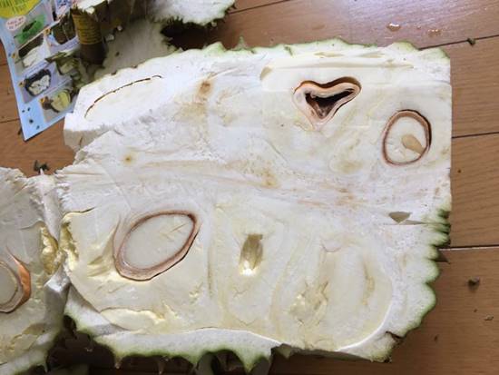 ดราม่าทุเรียนอ่อน