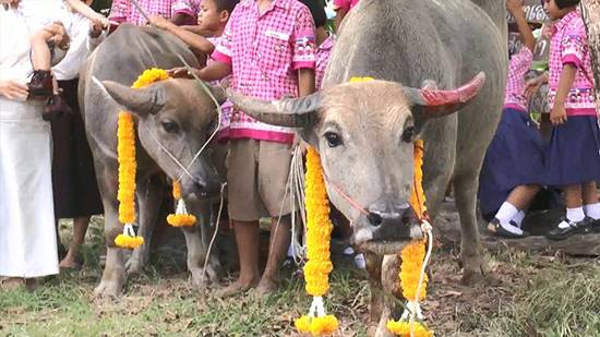 ฮือฮา !! ชาวบุรีรัมย์จัดงานแต่งงานให้เจ้าทุย