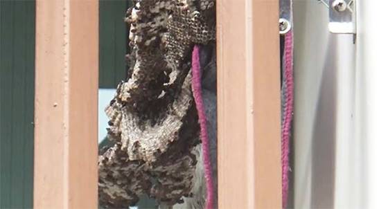  ฝูง ผึ้ง ต่อ แตน บุกทำรัง