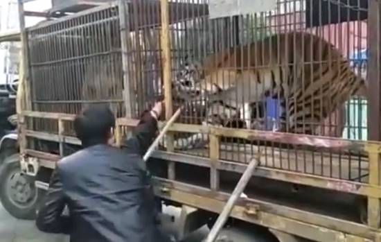 ลุงป้อนอาหารเสือด้วยมือเปล่า