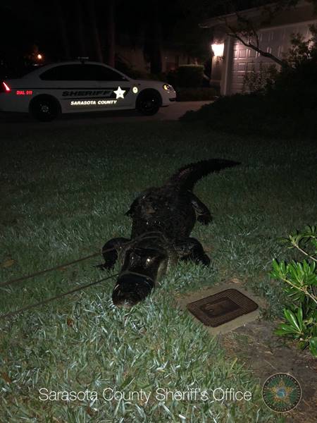 จระเข้เข้าบ้าน