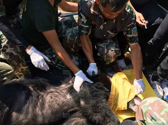 เปิดภาพวินาที เฮลิคอปเตอร์ขนย้ายหมีควาย ก่อนตกลงมาตายที่เขาใหญ่ 
