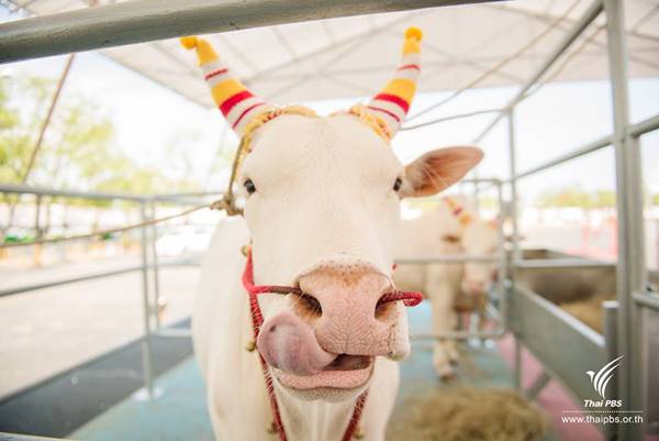 เปิดตัว 