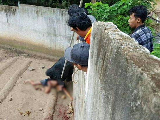 หนุ่มหยอกหมีควาย เจอลากลงไปขย้ำในคอก