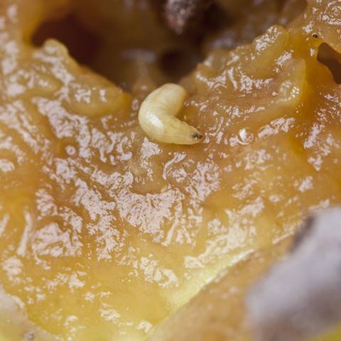 หนอนแมลงวัน