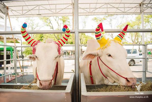 เปิดตัว 