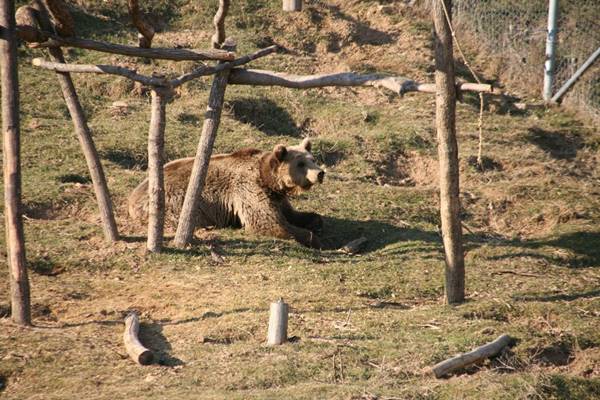 หมีโดนป้อนเบียร์แทนอาหาร ได้มีชีวิตใหม่สดใส..ชีวิตที่ควรจะเป็นของมันตั้งแต่แรก