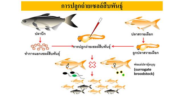 ปลาสวาย