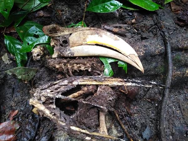 ซากนกกกตายคาโพรง