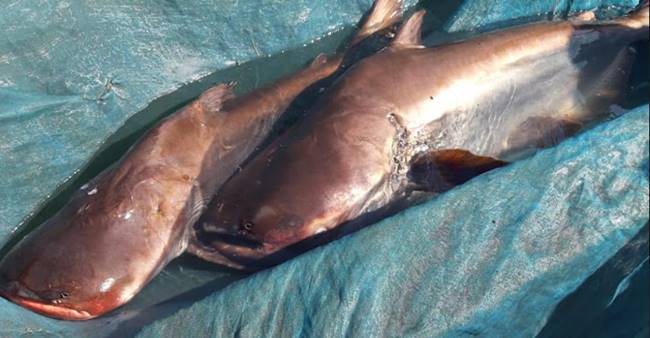 ปลาสวาย