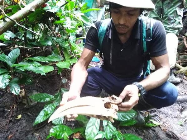 ซากนกกกตายคาโพรง