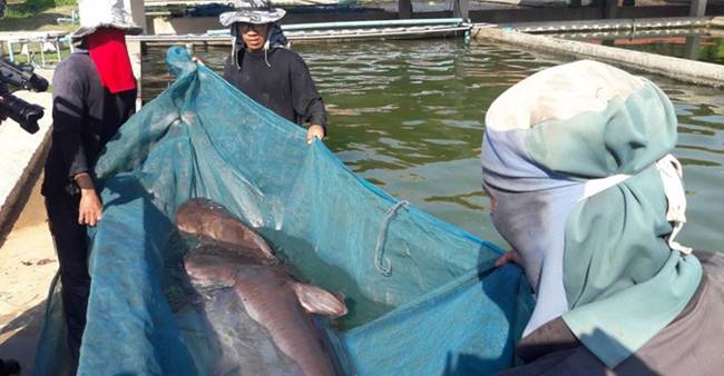 ปลาสวาย