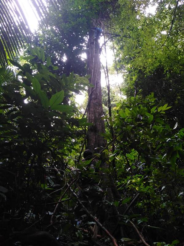 ซากนกกกตายคาโพรง