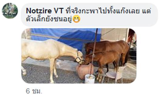  ขี่ม้าไปดรีมเวิลด์