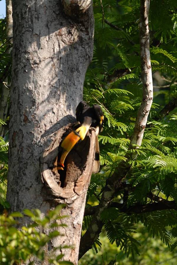 ซากนกกกตายคาโพรง