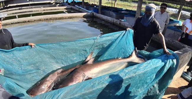 ปลาสวาย