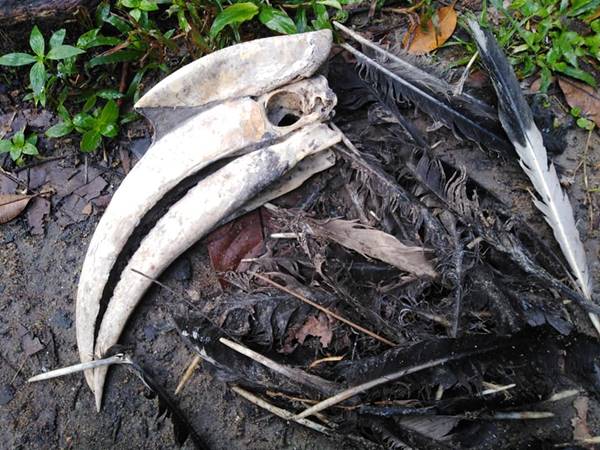 ซากนกกกตายคาโพรง