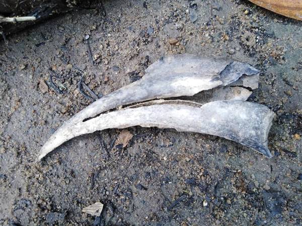 ซากนกกกตายคาโพรง