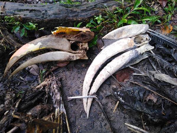 ซากนกกกตายคาโพรง