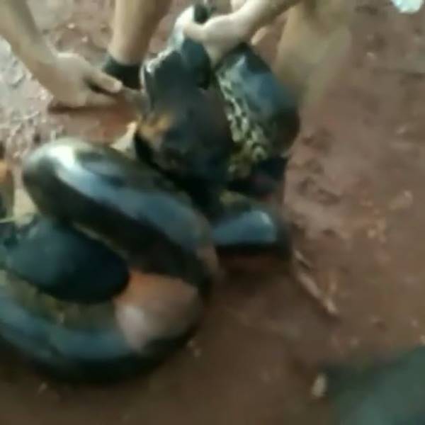 งูอนาคอนด้ารัดหมา