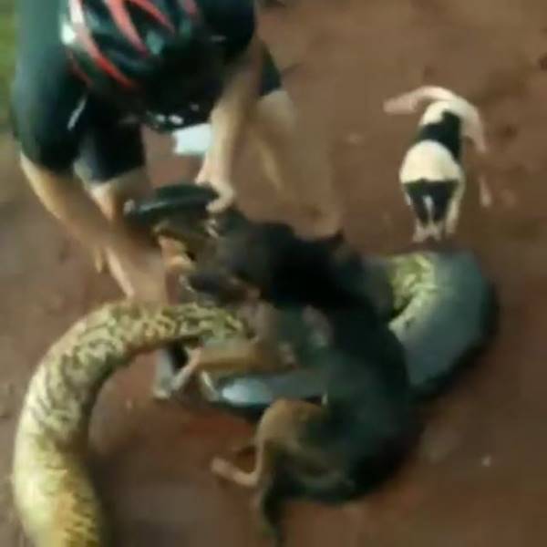 งูอนาคอนด้ารัดหมา