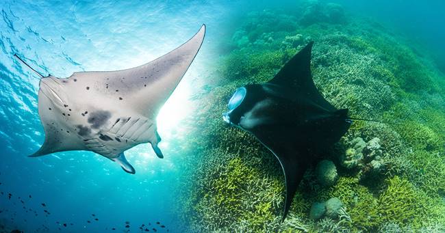 ปลาหายาก