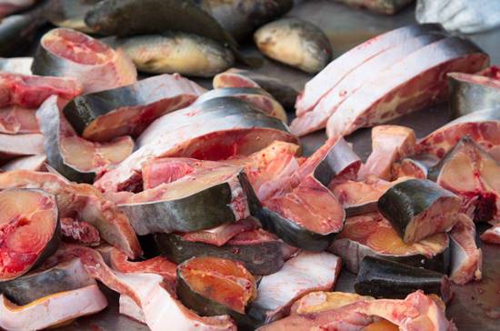 ปลาสวาย