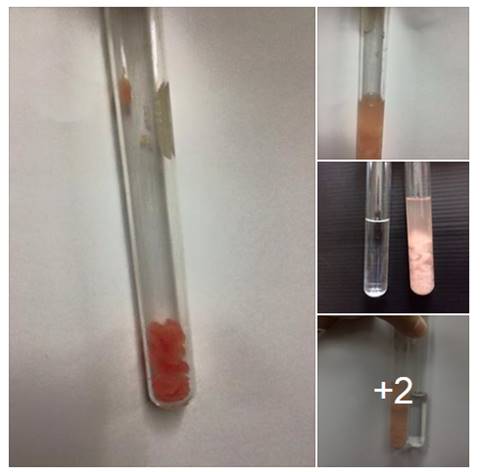 ตะลึง ! เจอปลาดิบย้อมสีในร้านอาหารญี่ปุ่นเจ้าดัง สีละลายหลังแช่น้ำ 5 นาที