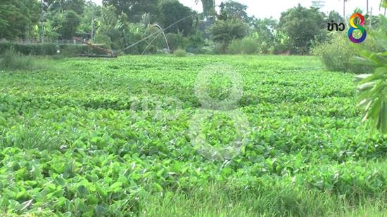 เร่งกำจัดผักตบชวา ลอยแน่นเขื่อนเจ้าพระยา กันน้ำท่วมภาคกลาง-กทม.เร่งกำจัดผักตบชวา ลอยแน่นเขื่อนเจ้าพระยา กันน้ำท่วมภาคกลาง-กทม.