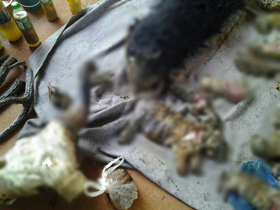 พบซากลูกเสือจำนวนมากในวัดหลวงตาบัว