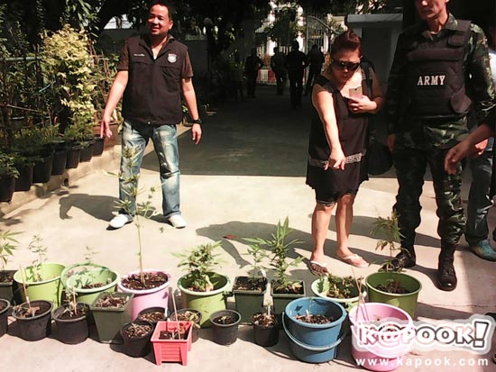 บุกจับไฮโซนามสกุลดัง ลอบปลูกกัญชากว่า 20 ต้น เสพเองในบ้าน