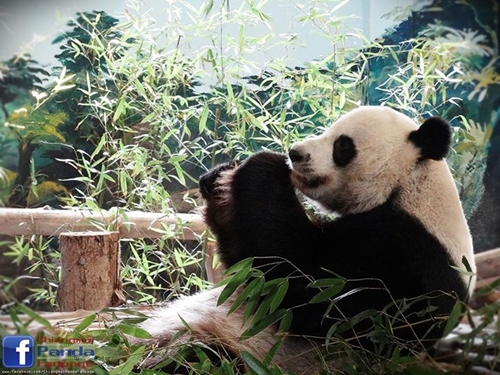 ข่าวดี ! หลินปิง ท้องแล้ว รับฉลองวันเกิดอายุครบ 6 ปี