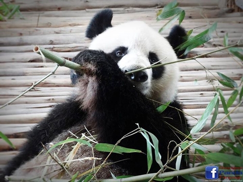 ข่าวดี ! หลินปิง ท้องแล้ว รับฉลองวันเกิดอายุครบ 6 ปี